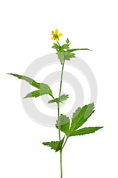 Wood avens (Geum urbanum) photo