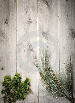 Wood background with branches