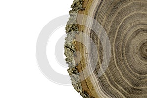 Wood background with copy space. Tree trunk close-up. Tree cross sections.