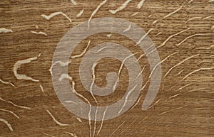 Wood background of European Oak Radial Cut