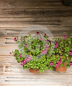 Wood background with flower