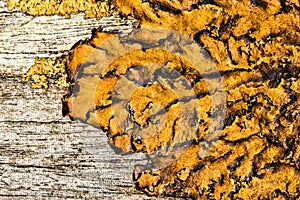 Wood background with lichen