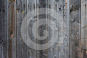 Wood background. Old gray wooden fence with nails.