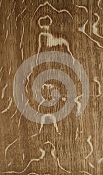 Wood background of Radial Cut English Oak