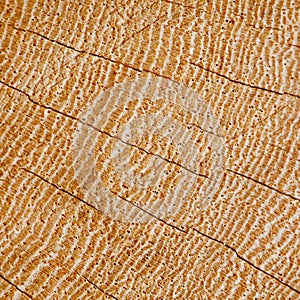 Wood Background Texture Section Of Cracked Hardwood Growth Rings