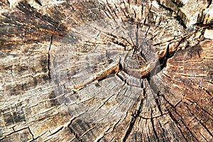 Wood background (texture) of truncated circle (stump) old dry tree. photo