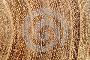 Wood background. Tree trunk close-up. Tree cross sections.