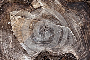 Wood background. Wood texture of cut tree trunk, close-up