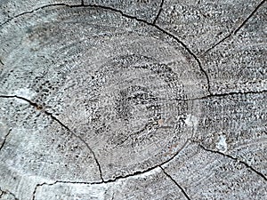 Wood background ,woodpattern