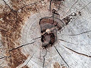 Wood background ,woodpattern