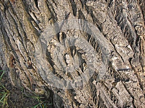 Wood bark