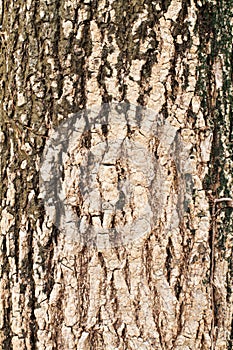Wood bark outer surface background, cracked, grunge