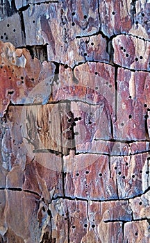 wood bark ,surface texture board knot abstractb