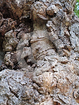 Wood bark texture