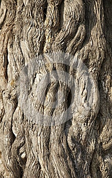 Wood bark texture
