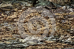 Wood bark texture