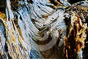 Wood bark texture