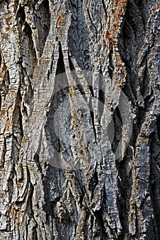 Wood Bark Texture
