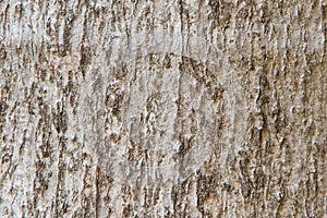 Wood bark textures background
