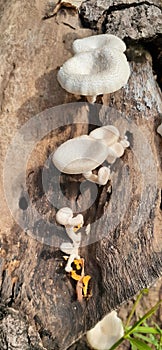 Wood Basidiomycota Fungi photo