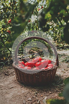 A wood basket with tomatoes in greenhouse