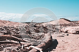 Wood on the beach in a sunny day with blue sky.