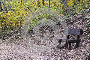 Wood bench in autumn forest