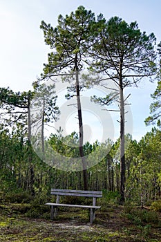 Wood bench in the park overlooking lake beach in wild wooden pines forest