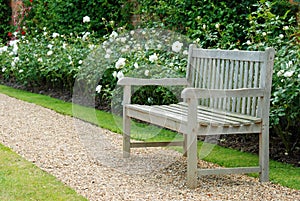 Wood bench in rose garden photo