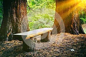 Wood bench in the summer forest