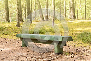 Wood bench in the summer forest