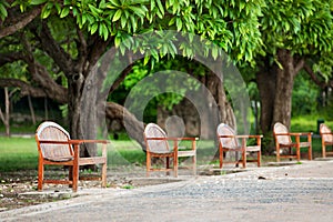 Wood bench under tree