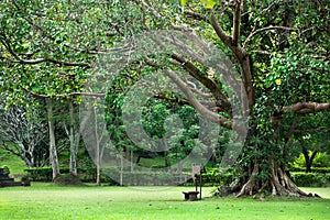 Wood bench under tree