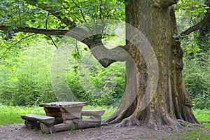 Wood bench under tree