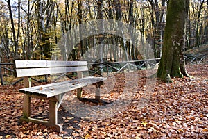 Wood bench view in autumn park