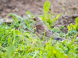 Wood bird Fieldfare, Turdus pilaris, on a sprng lawn