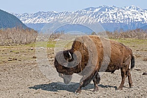 Wood Bison