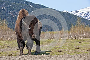 Wood Bison photo