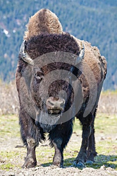 Wood Bison photo