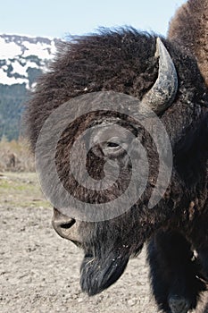 Wood Bison