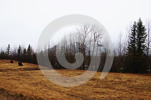 Wood Bison Alaska Highway Scenic View