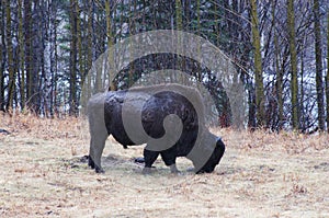 Wood Bison Alaska Highway Scenic View