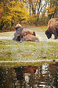 The wood bison