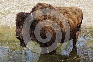 Wood bison Bison athabascae