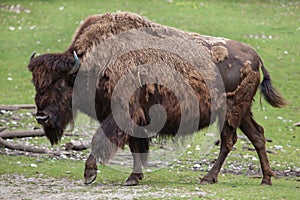 Wood bison Bison bison athabascae.