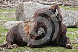 Wood bison Bison bison athabascae.