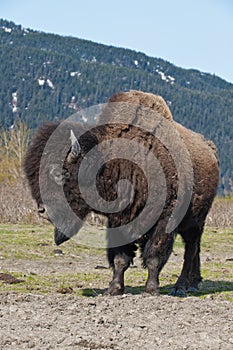 Wood Bison in countryside
