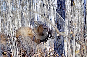 Wood Bison hiding behind trees and bushes in Elk Island National Park