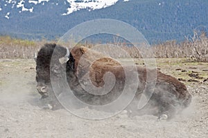 Wood Bison rolling in dirt