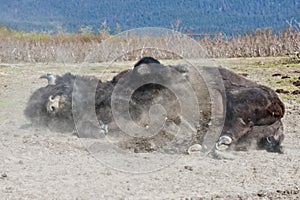 Wood Bison rolling in dirt